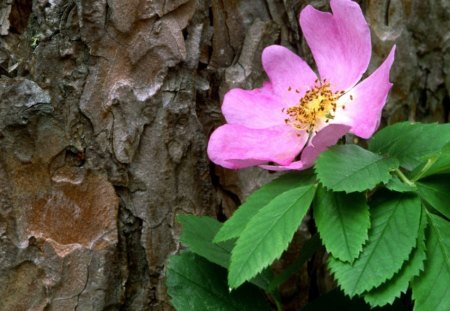 Pink flower - flowers, pink