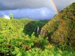 Forest and rainbow