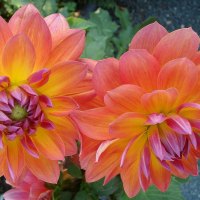 Orange flowers