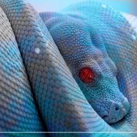 animals_reptiles-snake