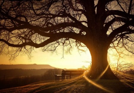 fabulous digital art - sunrays, abstract, branches, big tree, nature, bench, photo, tree