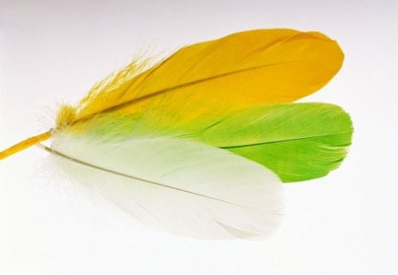 Colourful Feathers - colours, feathers, birds