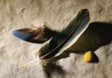 Different Sized Feathers - different, feathers, birds