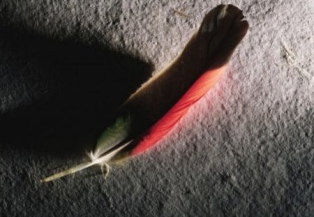 Red Feather - red feather, bird