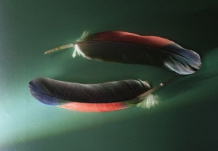 Two Floating Feathers - feathers, floating, birds