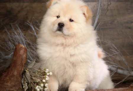 Smile for the camera - flowers, cute, puppy, chow chow