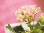 Little Pink Flowers