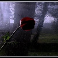 single rose under the rain