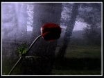 single rose under the rain