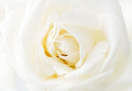 White rose - white, flower, rose, petals, nature