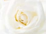 White rose