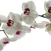 *** Amazing white orchids ***