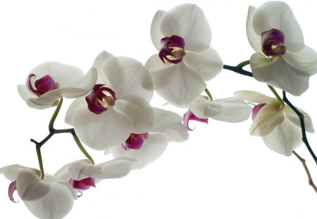 *** Amazing white orchids *** - flowers, white, orchids, nature