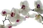 *** Amazing white orchids ***