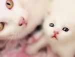 Cat and Kitten