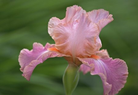 Iris - nature, summer, green, iris, spring, flower, pink