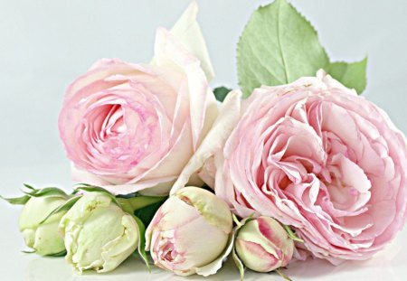 Pink roses - blooms, nature, buds, rose, pink