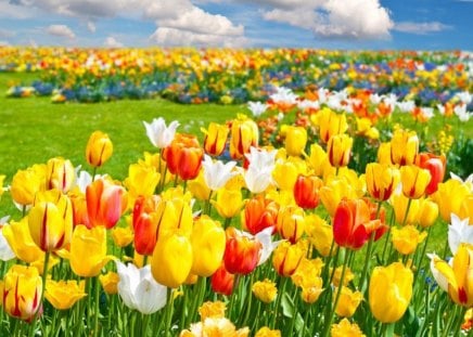 Tulips - nature, tulips, blooms, field, flowers