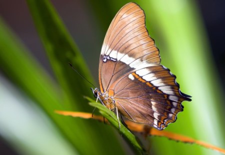 *** Butterfly *** - wings, animal, butterfly, animals