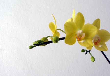 *** Orchids *** - nature, orchids, yellow, flowers, flower