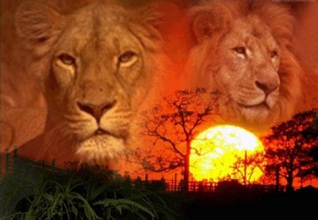 Burning sun - lions, heat, sunset, africa