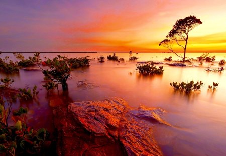 SUNSET HORIZON - lake, trees, nature, sunset