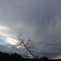 Lone Tree Touching the Sky