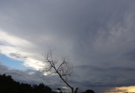 Lone Tree Touching the Sky - sky, clouds, tree, trees, sunset