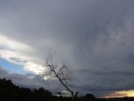 Lone Tree Touching the Sky