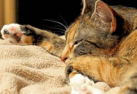 A cat on a blanklet - sleeping, blanklet, feline, cat