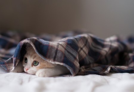 A kitten under the blanklet - under, kitten, feline, cute, blanklet