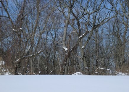 Snowy Field - trees, winter, nature, snow, blizzard, field, forest