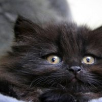 Cute Kitten