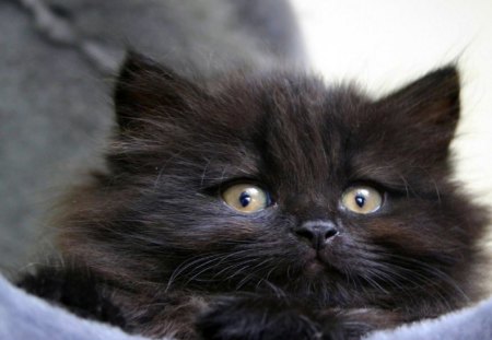 Cute Kitten - black cat, adorable, cat, kitty, cute, black, kitten