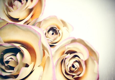 Roses - background, roses, beautiful, gold, fancy, hd, glamour