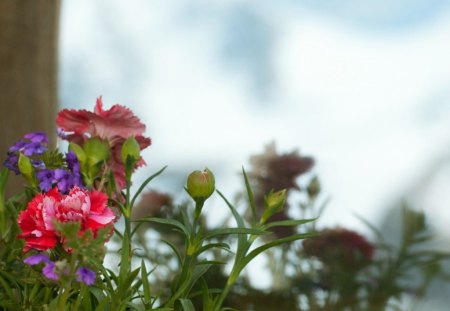 Lovely Flowers - flowers, buds, nature, colorful