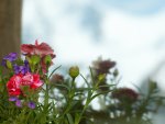 Lovely Flowers