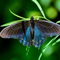 Butterfly on the grass