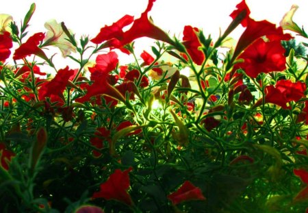 Beam of the Sun - flowers, nature, sun light, macro, love, sky, red flowers, green foliage