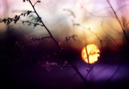 Sunset - twig, blur, evening, sunset, macro, nature, glore, grass