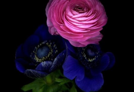 Gorgeous Camellia - nature, gorgeous, pink, blue, camellia, flowers