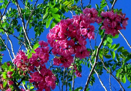 Blooming beauty - pink, spring, blooms, leaves, branch