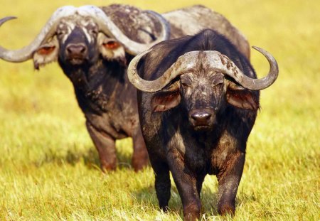 Buffalo of Africa