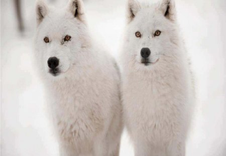 I'm Seeing Double - arctic wolves, dogs, animals, wolves