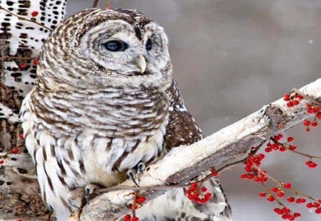 Snow Owl - owl, berries, birds, animals