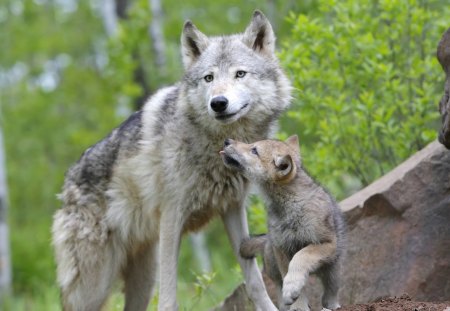 Mother Wolf & Her Pup - wolf, animals, mother, wild, pup, large