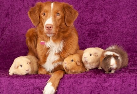 *** Ginger dog and friends...***