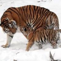 The Amur Tiger & Her Cub