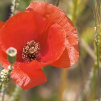~The Pretty Poppy~