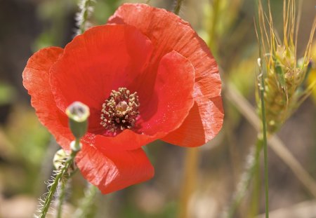 ~The Pretty Poppy~ - red, flower, petals, lovely, poppy, nature